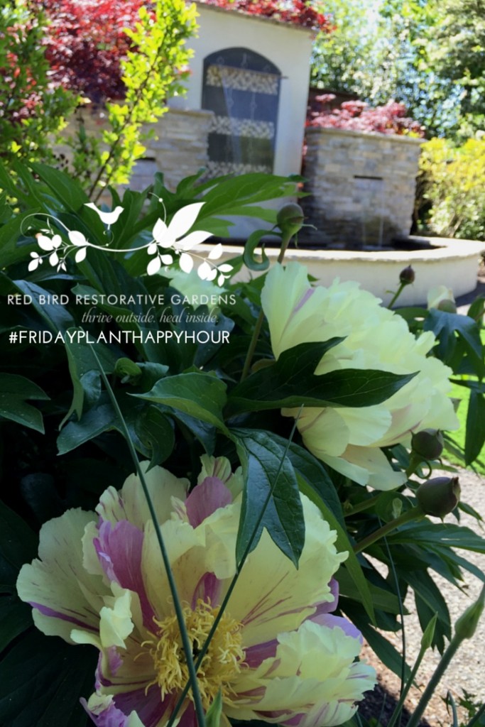 RBRG_#FridayPlantHappyHour_Smart little Itoh Peonies_copyright Red Bird Restorative Gardens_all rights reserved May 8 2015