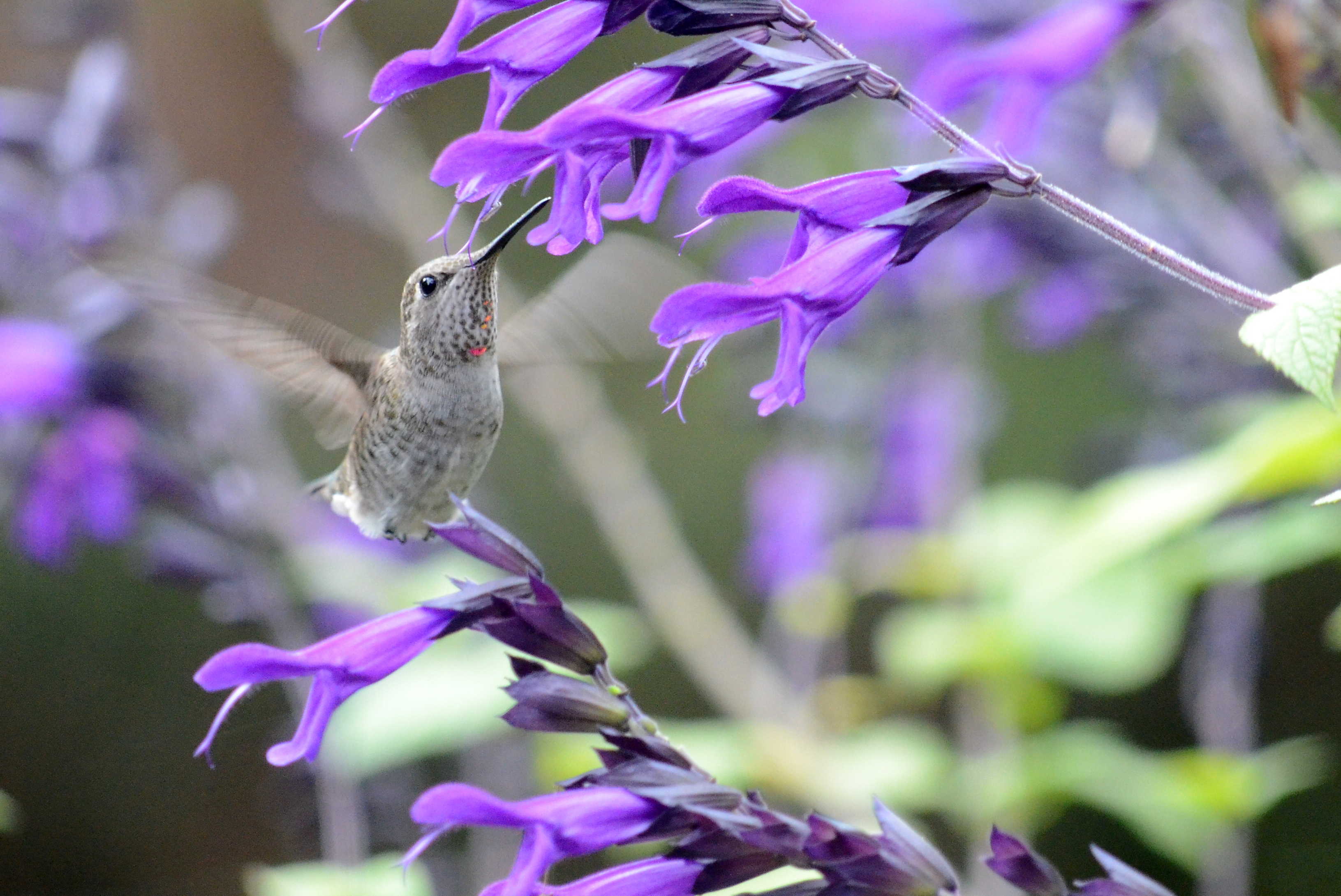 Hummingbird_Purple Salvia
