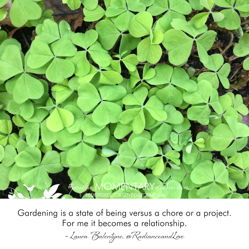 Shamrocks with quote from Laura Balentyne