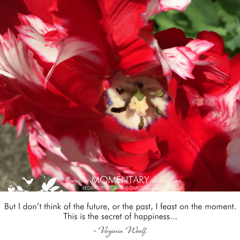 Red tulip redbird restorative landscape design Virginia Woolf quote