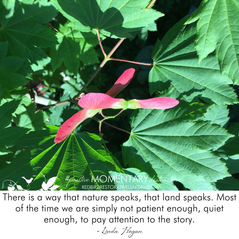 Green tree leaves seed pods Linda Hogan quote