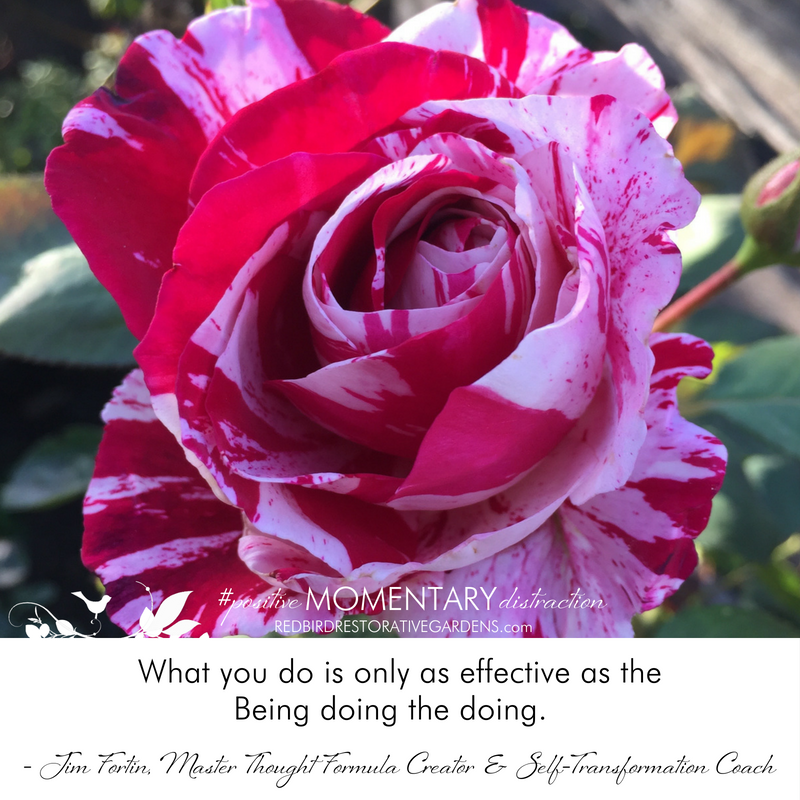 red pink stripped rose quote from Jim Fortin