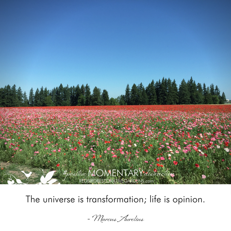Field of red pink flowers Marcus Aurelius quote