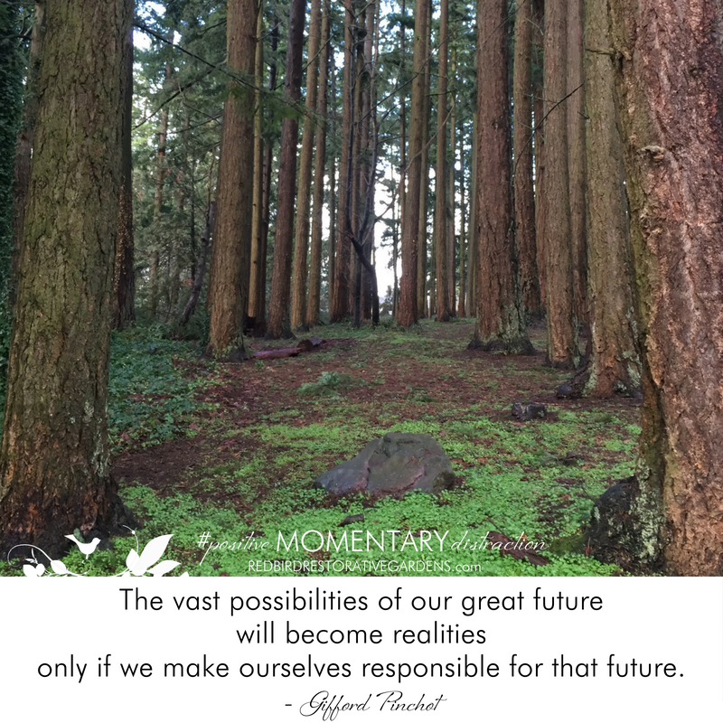 green ground cover in forest Gifford Pinchot quote Redbird Restorative Gardens landscape design