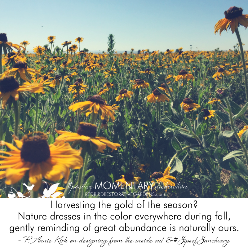 Sunflower field therapy gardens