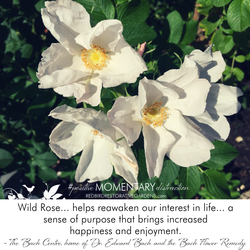 Wild rose flowers therapy gardens